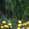 Nandina domestica var. leucocarpa, flowers