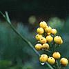 Nandina domestica var. leucocarpa, flowers