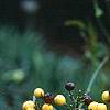 Nandina domestica var. leucocarpa, flowers