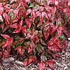 Nandina domestica 'Wood's Dwarf', habit
