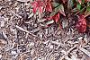 Nandina domestica 'Wood's Dwarf', habit