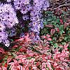Nandina domestica 'Wood's Dwarf', habit