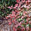Nandina domestica 'Wood's Dwarf', habit