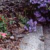 Nandina domestica 'Wood's Dwarf', habit
