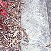 Nandina domestica 'Wood's Dwarf', habit