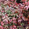 Nandina domestica 'Wood's Dwarf', habit