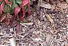 Nandina domestica 'Wood's Dwarf', habit