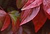 Nandina domestica 'Wood's Dwarf', fall color