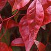 Nandina domestica 'Wood's Dwarf', fall color