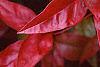 Nandina domestica 'Wood's Dwarf', fall color