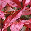 Nandina domestica 'Wood's Dwarf', fall color