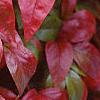 Nandina domestica 'Wood's Dwarf', fall color