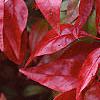 Nandina domestica 'Wood's Dwarf', fall color