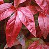 Nandina domestica 'Wood's Dwarf', fall color