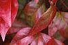 Nandina domestica 'Wood's Dwarf', fall color