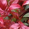 Nandina domestica 'Wood's Dwarf', fall color