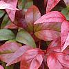 Nandina domestica 'Wood's Dwarf', fall color