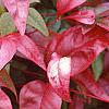 Nandina domestica 'Wood's Dwarf', fall color