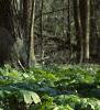 Podophyllum peltatum, habit