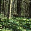 Podophyllum peltatum, habit