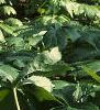 Podophyllum peltatum, habit