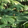 Podophyllum peltatum, habit