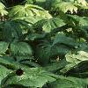 Podophyllum peltatum, habit