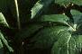 Podophyllum peltatum, habit