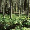 Podophyllum peltatum, habit