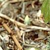 Podophyllum peltatum, habit