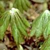 Podophyllum peltatum, habit