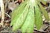 Podophyllum peltatum, habit