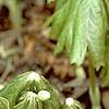 Podophyllum peltatum, habit