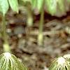 Podophyllum peltatum, habit