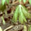 Podophyllum peltatum, habit