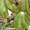 Podophyllum peltatum, habit