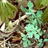 Podophyllum peltatum, habit