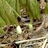 Podophyllum peltatum, habit