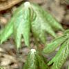 Podophyllum peltatum, habit