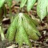 Podophyllum peltatum, habit