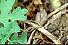 Podophyllum peltatum, habit