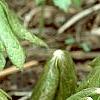 Podophyllum peltatum, habit
