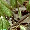 Podophyllum peltatum, habit