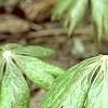 Podophyllum peltatum, habit
