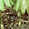 Podophyllum peltatum, habit