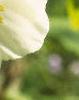 Podophyllum peltatum, flowers