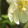 Podophyllum peltatum, flowers