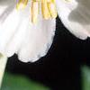 Podophyllum peltatum, flowers