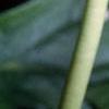 Podophyllum peltatum, flowers