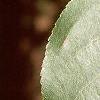 Alnus cordata, leaves